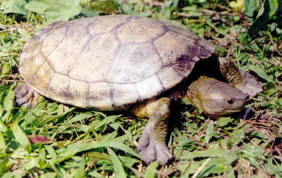 La Tortuga Blanca (Dermatemys mawi) es la especie de tortuga dulceacuícola en mayor peligro de extinción en México, y estos humedales representan uno de sus últimos refugios en el estado de Veracruz.